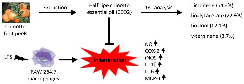 Fichier:Chinotto anti inflamatoire.webp