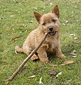 Chiot Norwich terrier.jpg