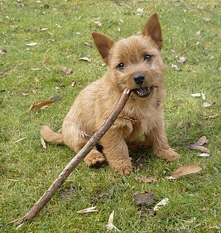 <span class="mw-page-title-main">Puppy teething</span> Process where puppy teeth start errupting