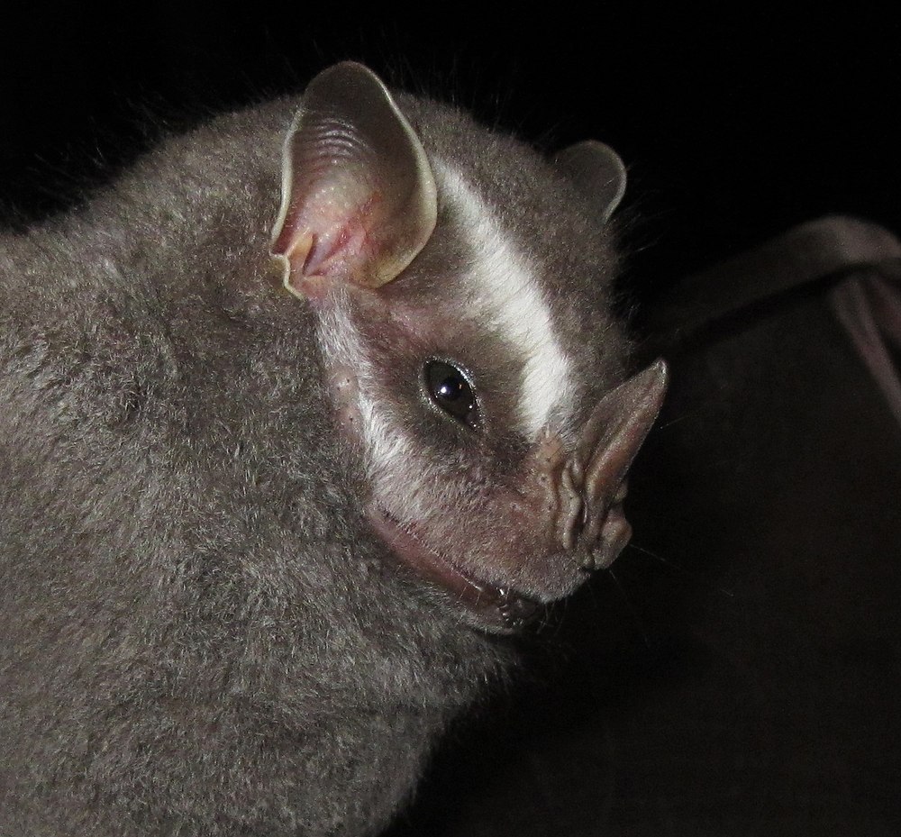 The average litter size of a Brazilian big-eyed bat is 1