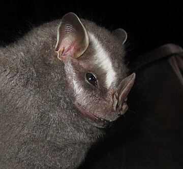 Brazilian big-eyed bat