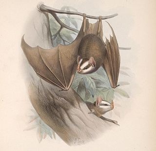 <i>Chiroderma</i> Genus of bats