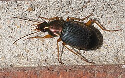 Chlaenius tricolor - inat 141673330.jpg