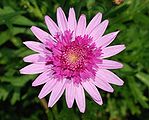 Argyranthemum frutescens 'Bridesmaid' (Asteracea) Marguerite