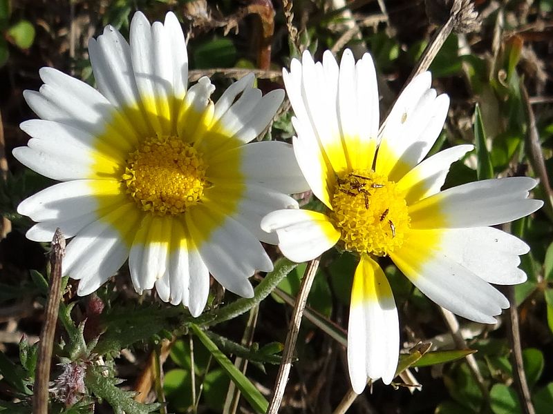 File:Chrysanthemum coronarium. Mahieddine Boumendjel.JPG