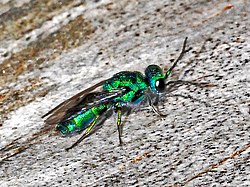 Chrysididae - Trichrysis cyanea.JPG