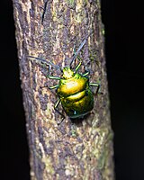 Chrysocoris macrogiants D.jpg