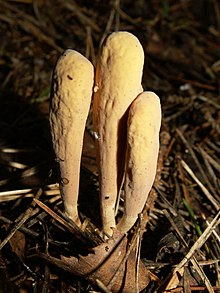 Clavariadelphus ligula