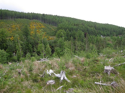 Cleared area by Corrieshalloch Gorge - geograph.org.uk - 2144915