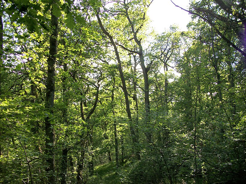 File:Cleghorn Glen 20 June 2010 (103).JPG