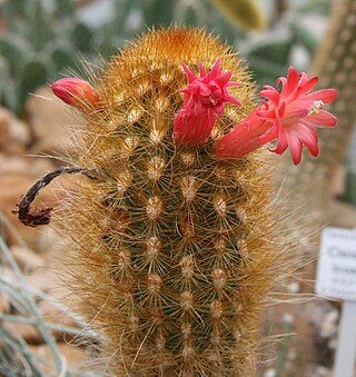 <i>Borzicactus icosagonus</i> Species of cactus