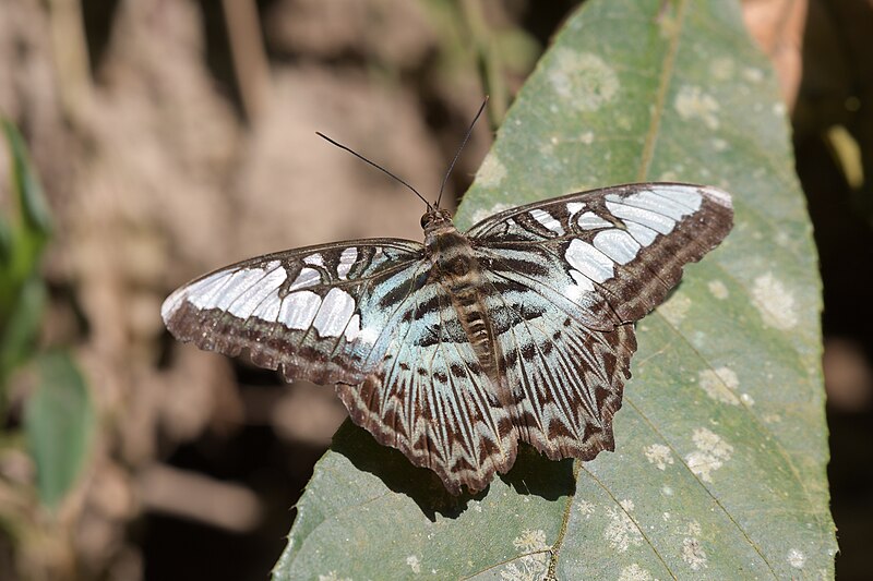 File:Clipper (Parthenos sylvia), Satchari National Park.jpg