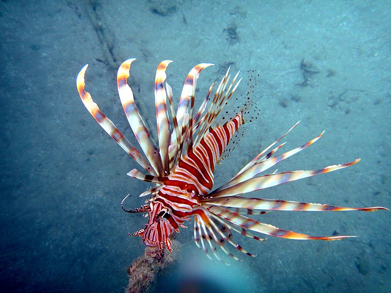 File:Close up (2) to one of the red sea creatures.JPG