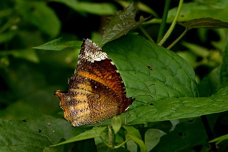 Ventral view (Female)