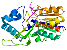 CobB NAD-dependa deacetilase 1S5P.png