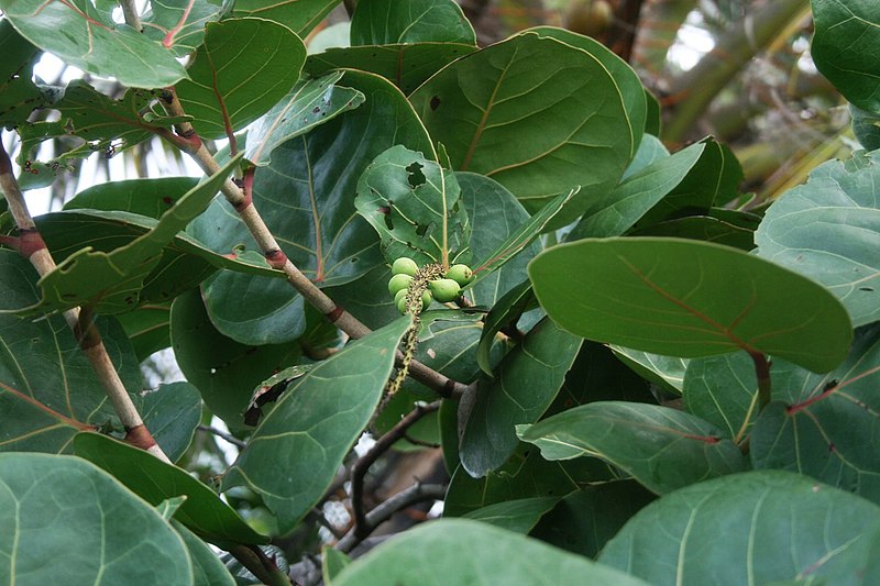 File:Coccoloba uvifera 1.jpg