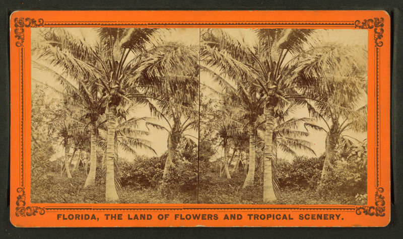 File:Cocoanut (Coconut) trees showing fruit, from Robert N. Dennis collection of stereoscopic views.png