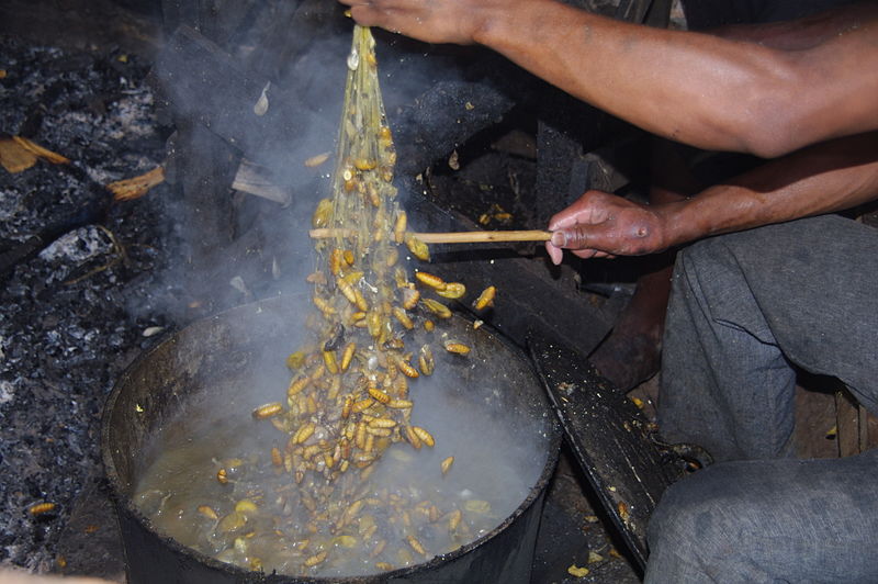 File:Cocons qui macèrent.jpg