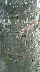 Tree with notches cut in it