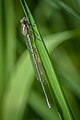 Coenagrion puella