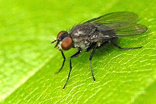 <i>Coenosia</i> Genus of flies