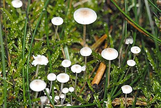 <i>Hemimycena</i> Genus of fungi