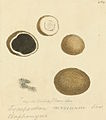 Plate 269. Elaphomyces granulatus