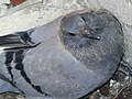 * Nomination A juvenile of Columba livia domestica (pidgeon) in La Virgen del Camino (municipality of Valverde de la Virgen, León, Spain).--Drow male 05:04, 3 May 2019 (UTC) * Promotion  Support cute --Eatcha 10:10, 3 May 2019 (UTC)