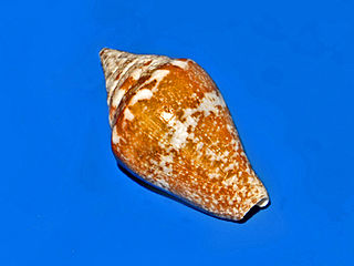 <i>Parametaria</i> genus of molluscs