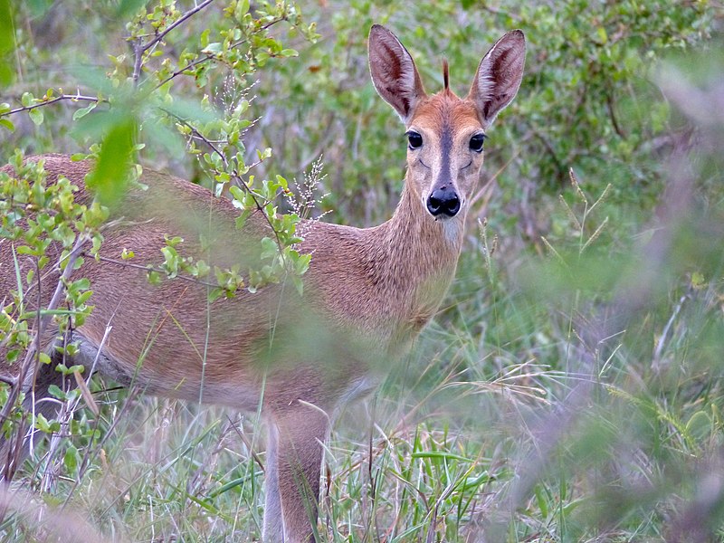 File:Common Duiker (Sylvicapra grimmia) female (11839101354).jpg