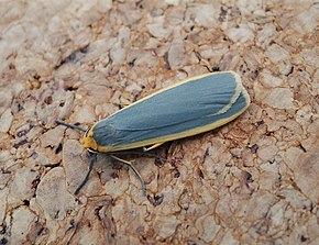 Descrierea imaginii Common Footman.  Eilema lurideola (35861341483) .jpg.