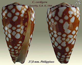 <i>Conus cordigera</i> Species of sea snail