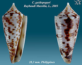 Conus guidopoppei