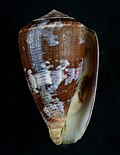 Miniatura para Conus purpurascens