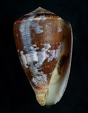 Описание изображения Conus purpurascens.jpg.