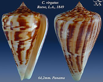 Conus virgatus Reeve, L.A., 1849