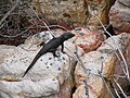 Un cordyle noir, au Cap. Il fait partie de la famille des cordylidés.