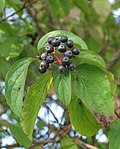 Thumbnail for File:Cornus sanguinea RF.jpg