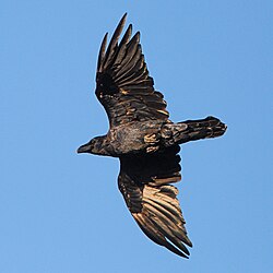 Cuervo común