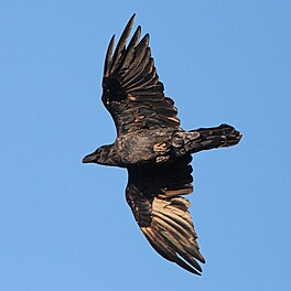 raven (Corvus corax)