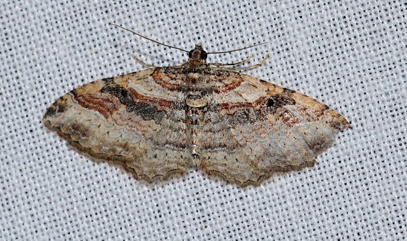 carpet moths