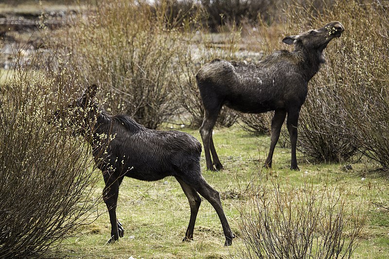 File:Cow & yearling moose, Soda Butte Creek (18201909218).jpg - Wikimedia  Commons