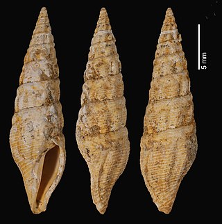 <i>Crassispira terebra</i> Extinct species of gastropod