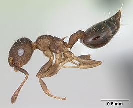 Crematogaster cisplatinalis