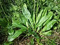 Rosette-leaves