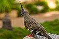 Crested Pigeon - AndrewMercer IMG13602.jpg