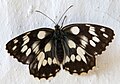 Који је ово лептир? Ја мислим да је Melanargia galathea.