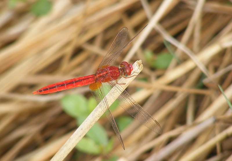 File:Crocothemis servilia male from Chalavara, Palakkad, Kerala 02.jpg