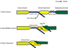 Evolution of the Bangong suture zone