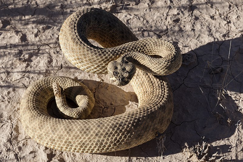 File:Crotalus viridis - Flickr - aspidoscelis (5).jpg